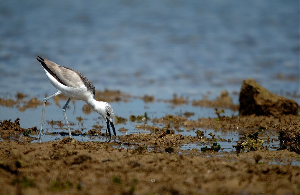 Crab-plover