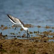 Crab-plover