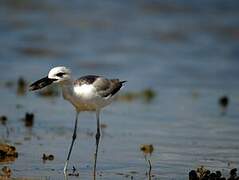 Crab-plover