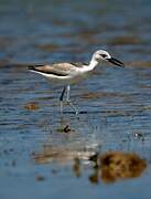 Crab-plover