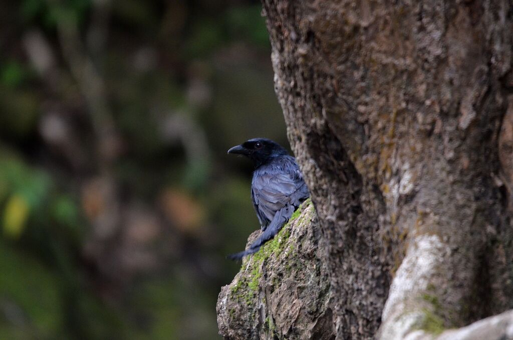 Drongo de Mayotte