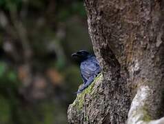 Mayotte Drongo