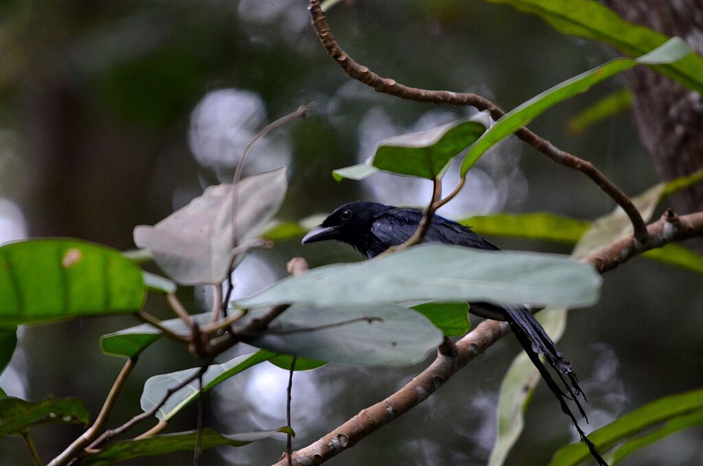 Mayotte Drongo