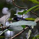 Drongo de Mayotte