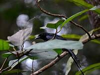 Drongo de Mayotte