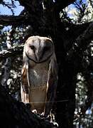 Western Barn Owl