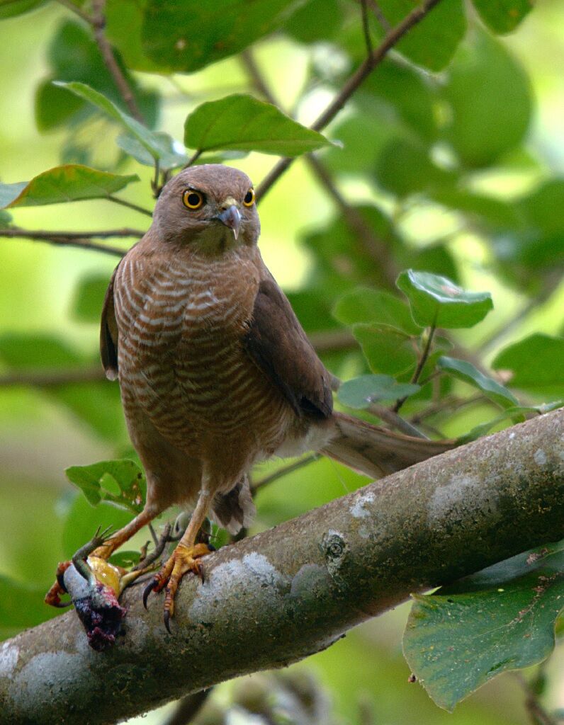 Frances's Sparrowhawk female