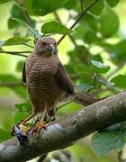 Frances's Sparrowhawk