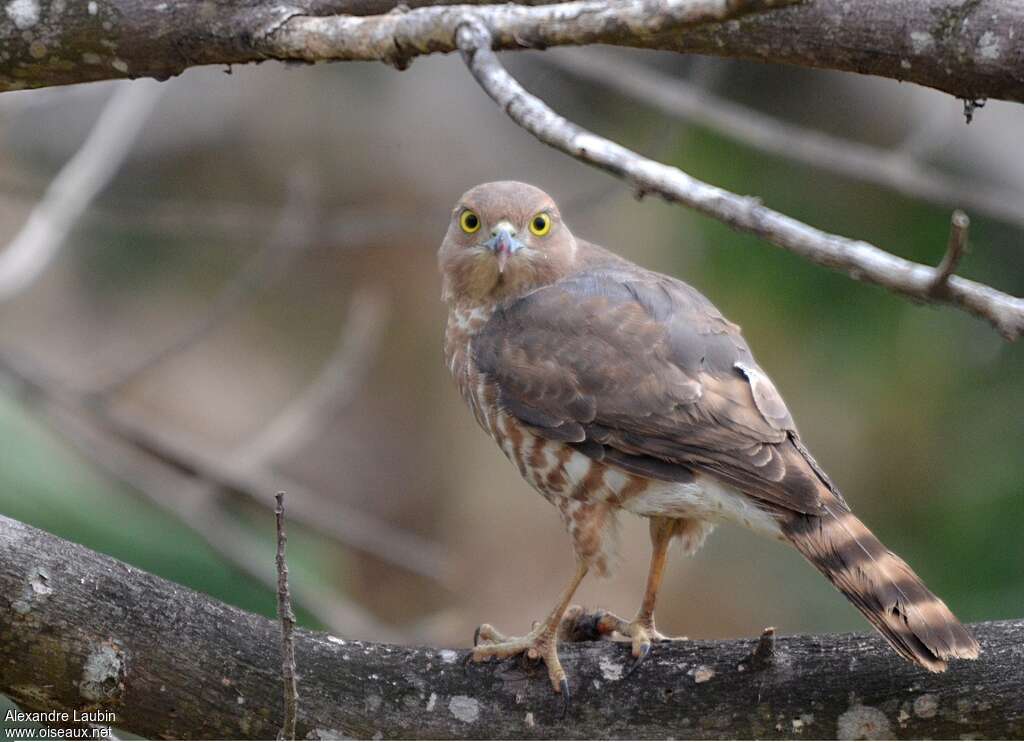 Frances's Sparrowhawk female adult