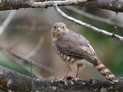 Frances's Sparrowhawk