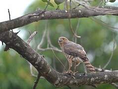 Frances's Sparrowhawk