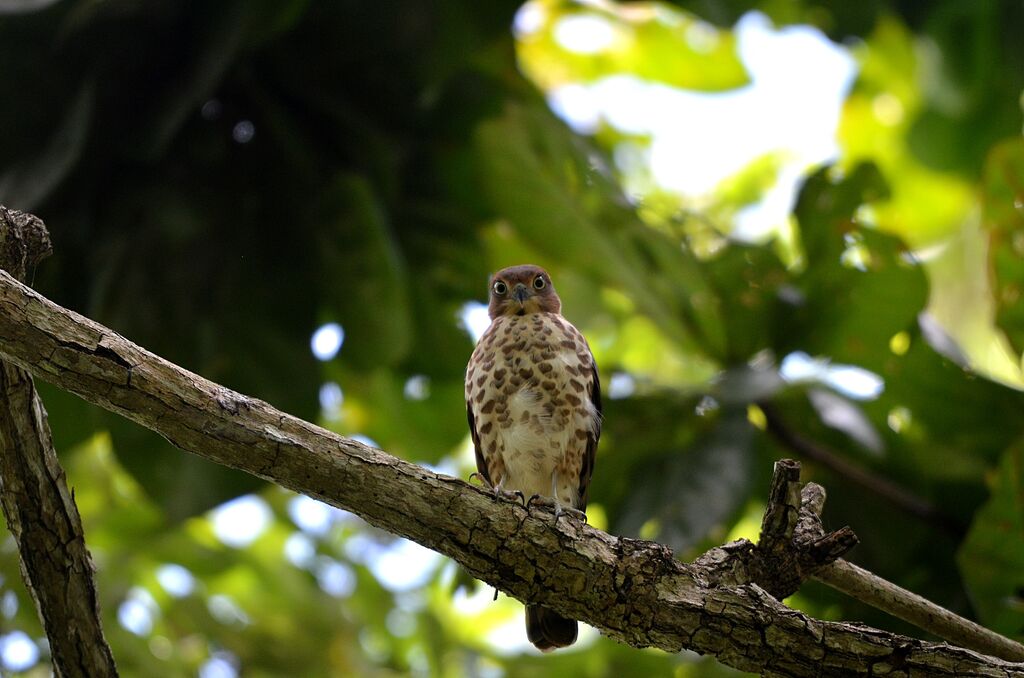 Frances's SparrowhawkFirst year