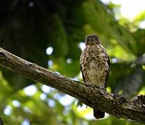 Frances's Sparrowhawk