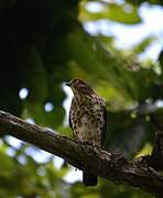 Frances's Sparrowhawk