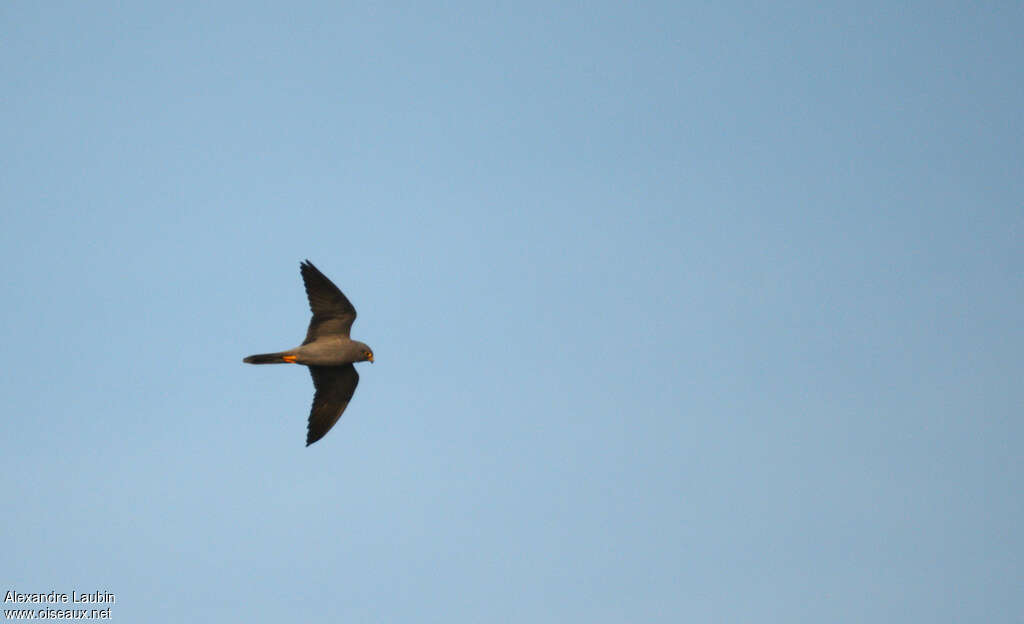 Sooty Falconadult, Flight