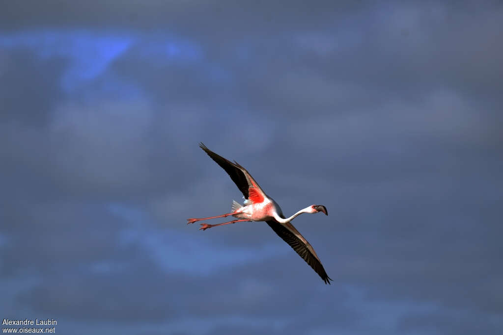 Lesser Flamingoadult