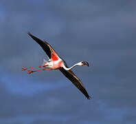 Lesser Flamingo