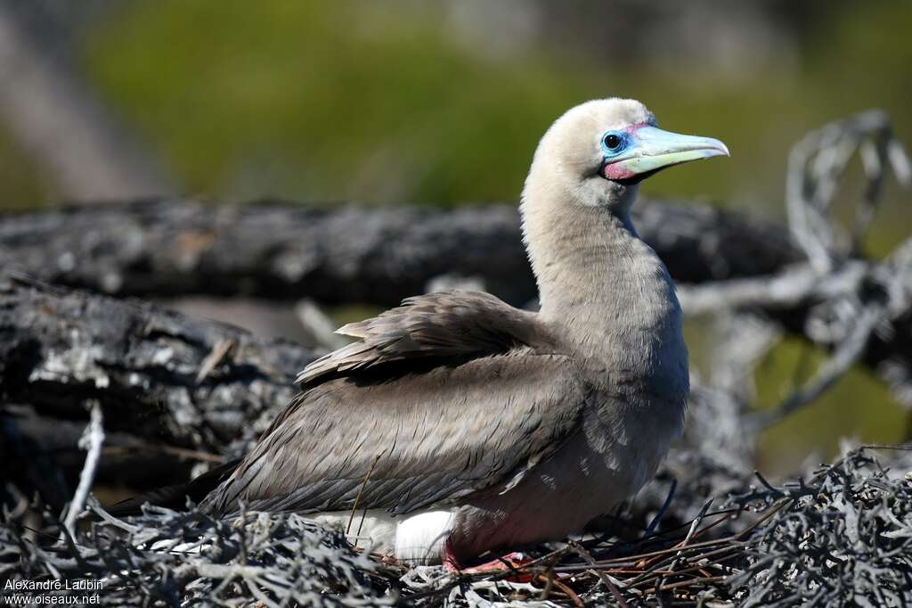 Red-footed Boobyadult, identification