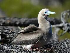 Red-footed Booby