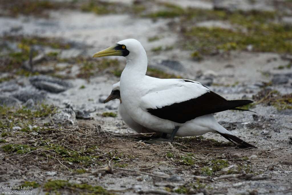 Masked Boobyadult, identification