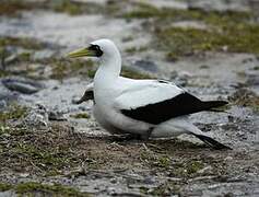 Masked Booby