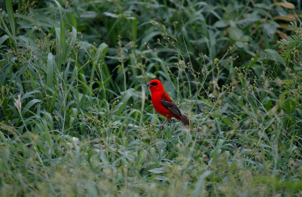 Foudi rouge