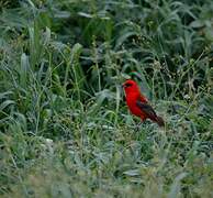 Foudi rouge