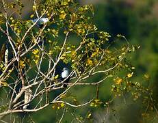 Comoros Blue Pigeon