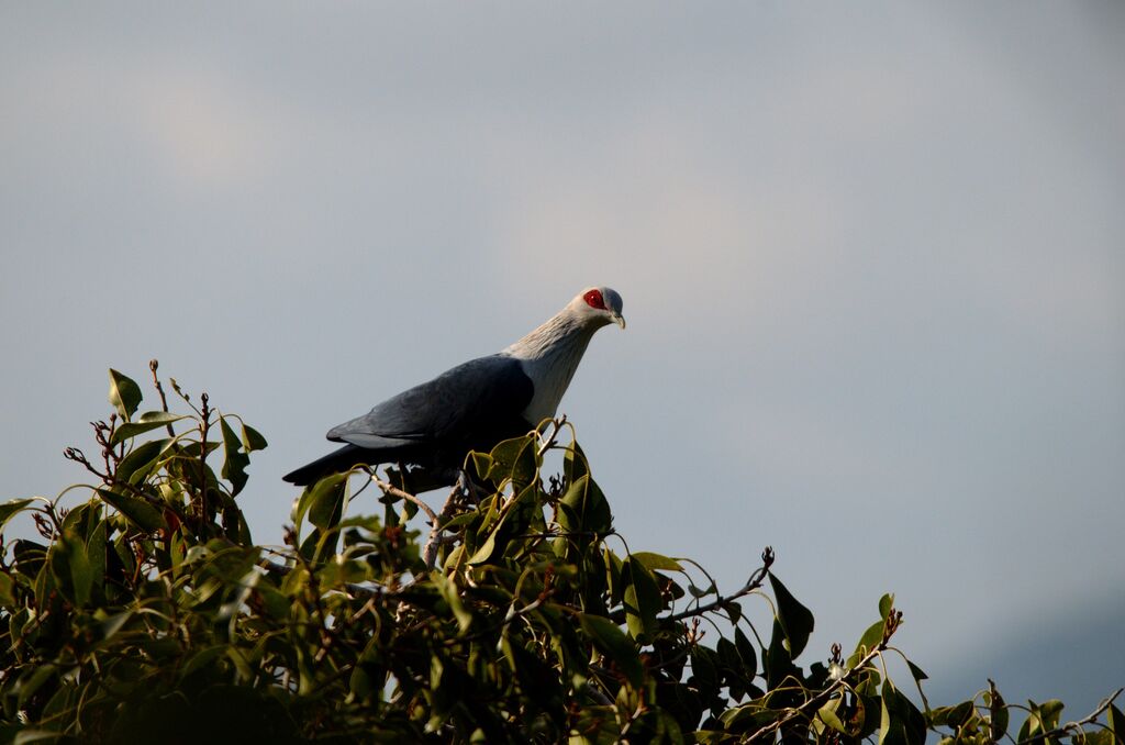 Comoro Blue Pigeon