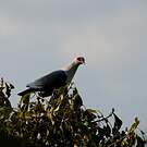 Founingo des Comores