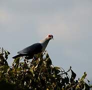 Comoros Blue Pigeon