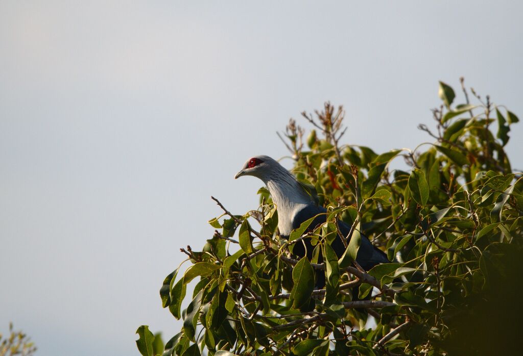 Comoros Blue Pigeon