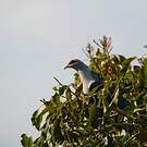 Founingo des Comores
