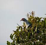 Founingo des Comores