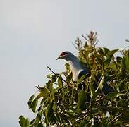 Comoro Blue Pigeon