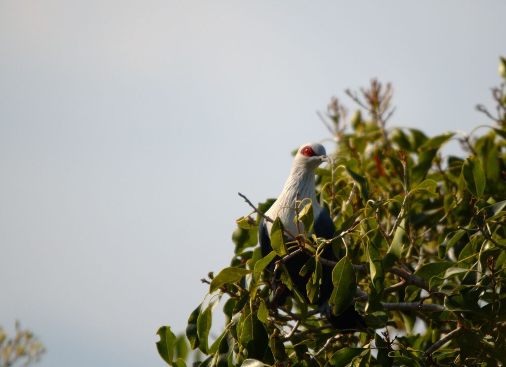 Comoro Blue Pigeon