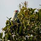 Founingo des Comores