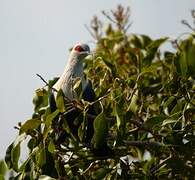 Comoros Blue Pigeon