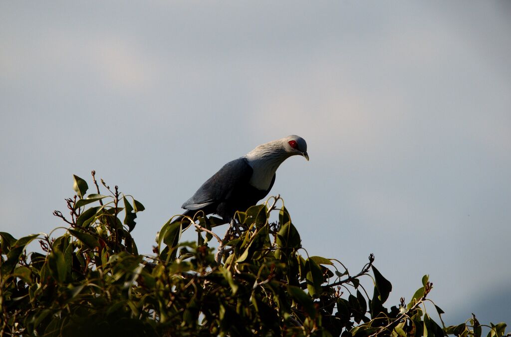 Comoros Blue Pigeon