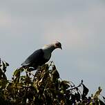 Founingo des Comores