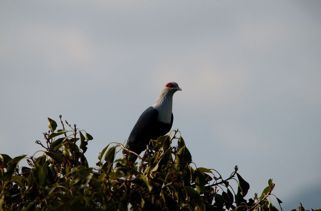 Comoro Blue Pigeon