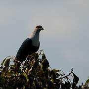 Comoro Blue Pigeon