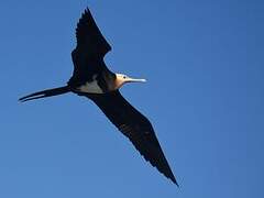 Lesser Frigatebird