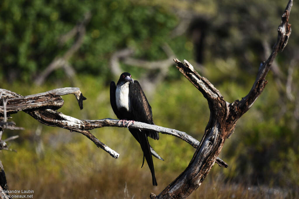 Great Frigatebird female adult, identification