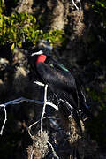 Great Frigatebird