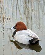 Common Pochard