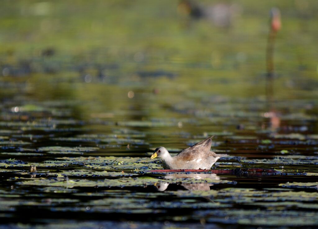 Lesser Moorhen