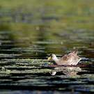 Gallinule africaine