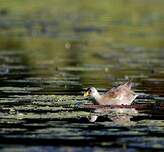 Gallinule africaine