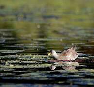 Lesser Moorhen